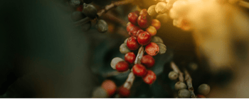 janko ferlic h9iq22jjlgk unsplash 1 6